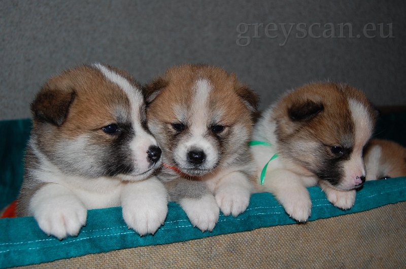 10 zvědavá smečka.jpg